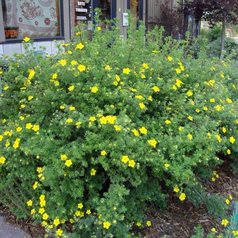 花坛常见矮绿植图片