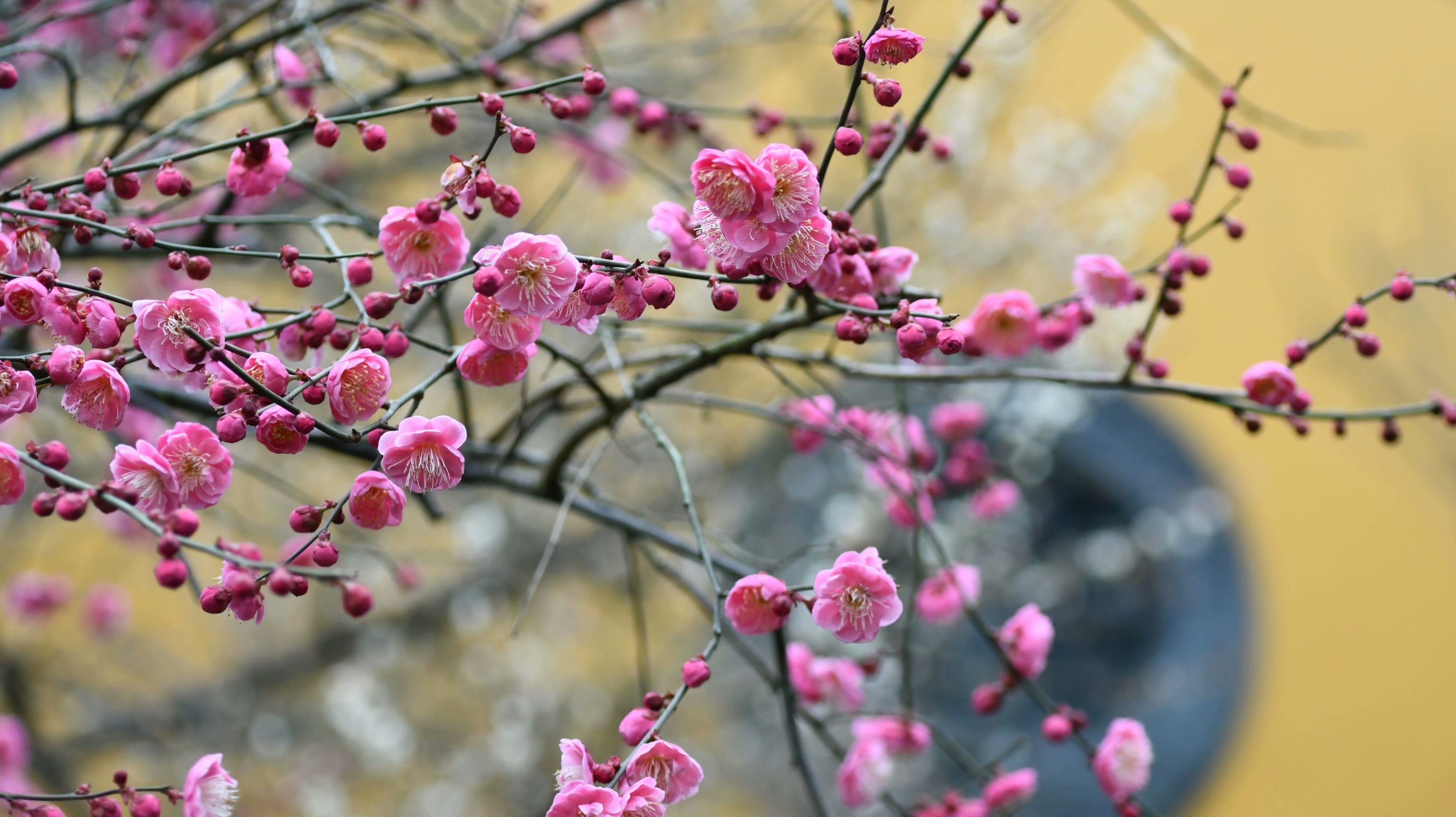 千年古刹灵隐寺,寺里万花盛开