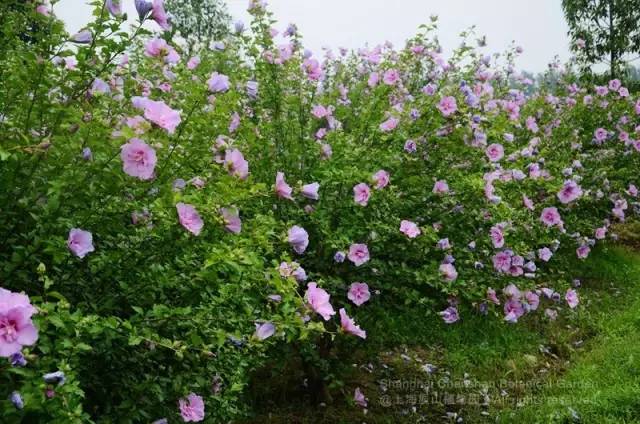 朝开暮落木槿花