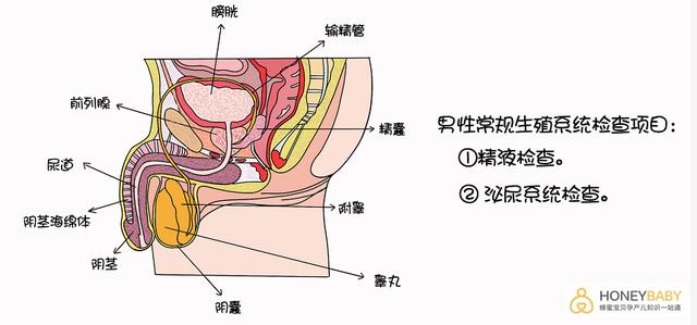 是否少精的情况;还需判断是否有前列腺炎等; 泌尿系统检查对下一代的