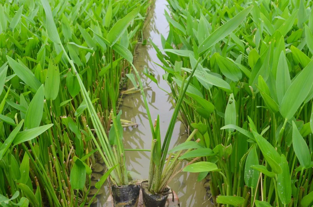 自由行中认识梭鱼草才明白远不如它自由