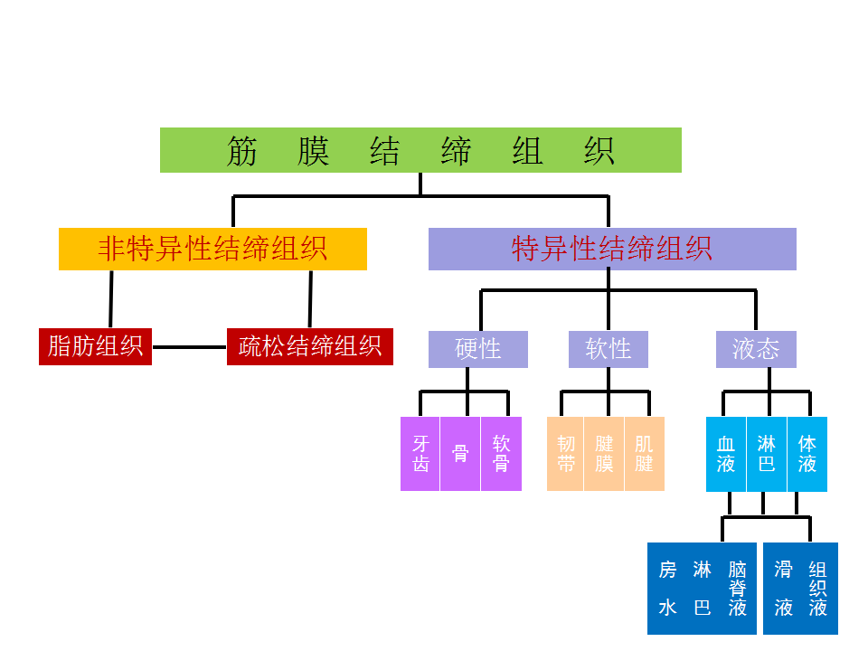 结缔组织包括图片