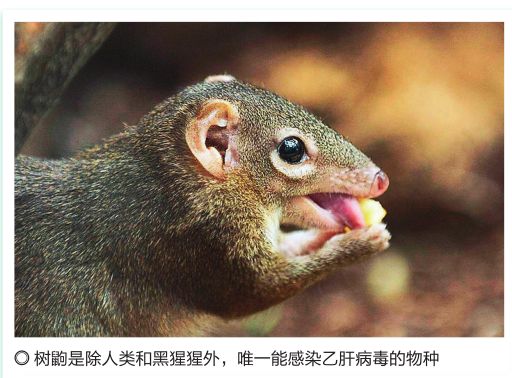 百科专攻人类的dna型病毒乙肝竟是人类传染病史头号天敌