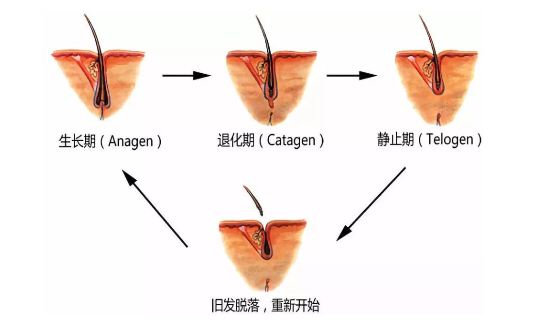 紋發健不健康紋發對自身的毛囊有沒有危害