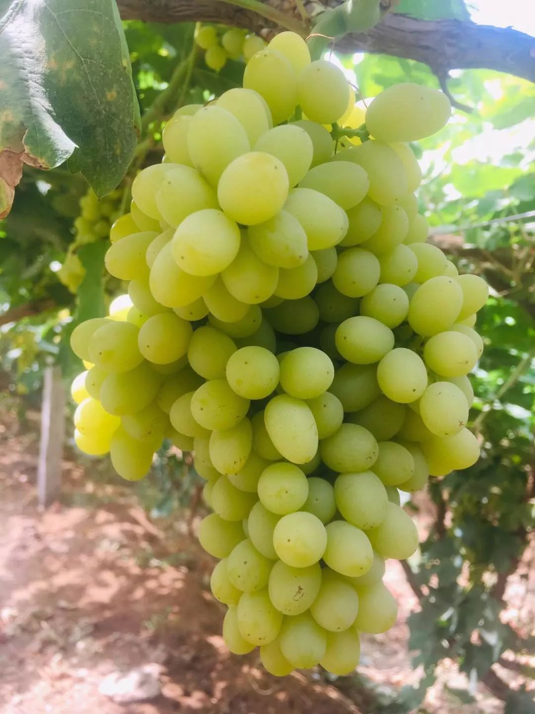 产地食材 ▎甜蜜与香甜的邂逅-新疆无核白葡萄"小糖豆"