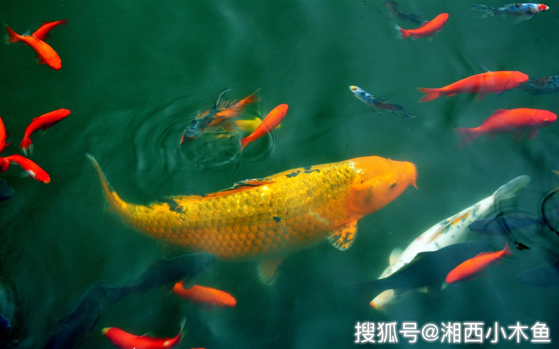 原创李世民在地府被加20年阳寿在渭水看见一对金鲤鱼后却忘了返阳