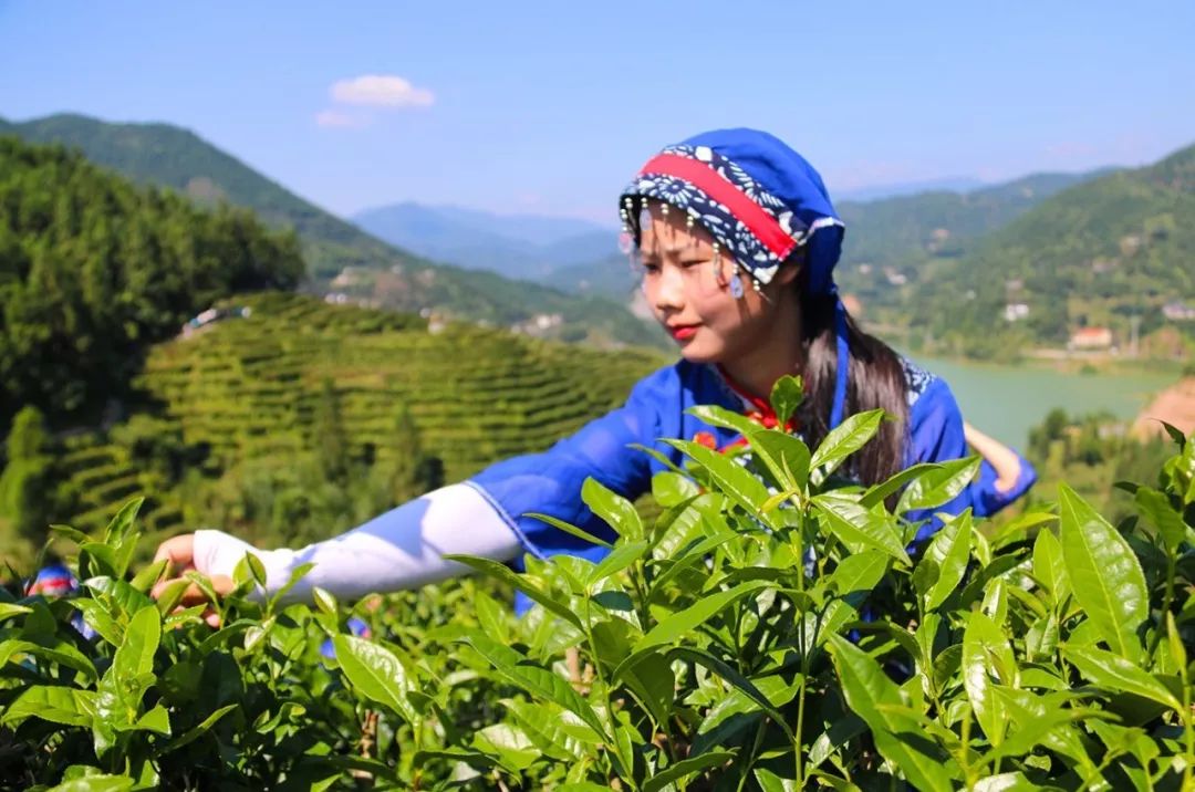 碧水青山茶叶产地图片