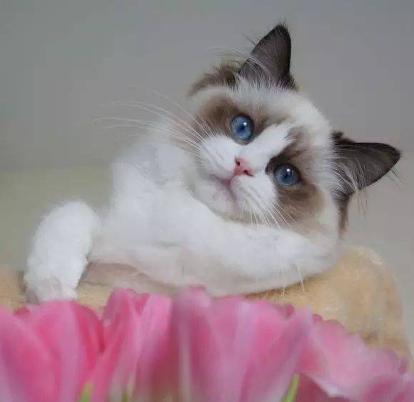 如果你有事在忙,它们也不会吵到你,因为布偶猫的叫声很轻柔,而且大