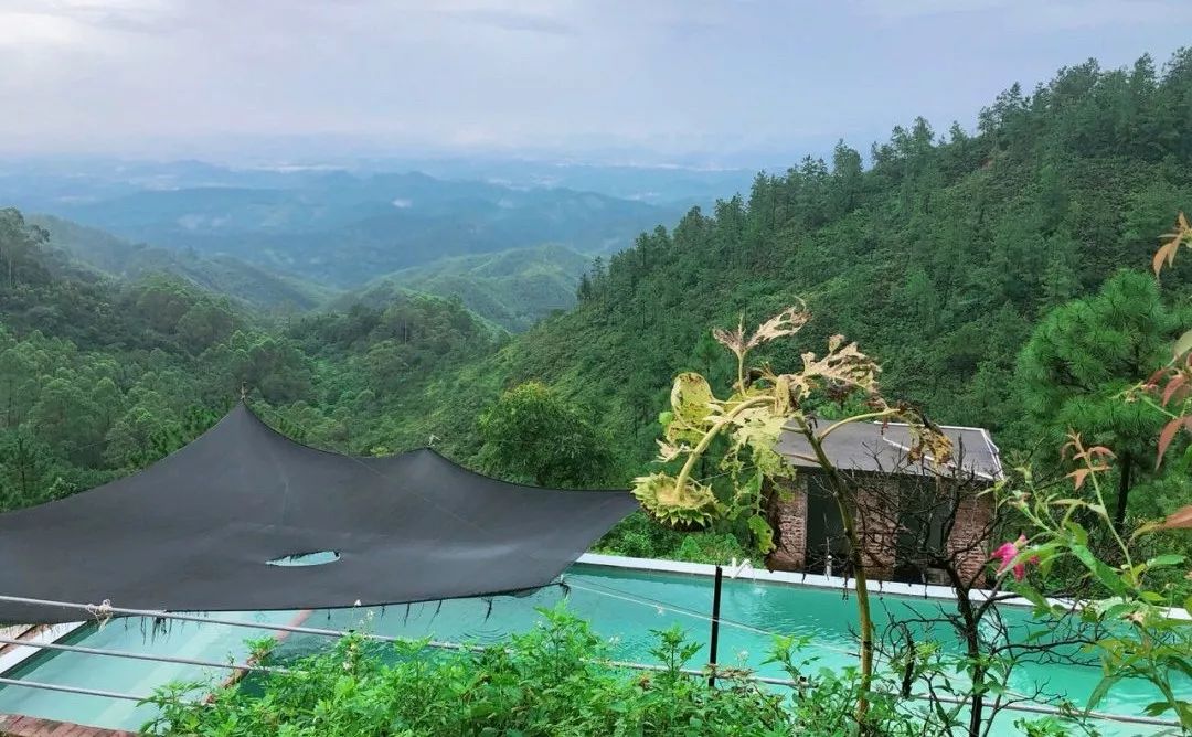 此外,茶山的土特产除了清明的茶叶,另外还有鹤山经典的名菜——茶山鸡