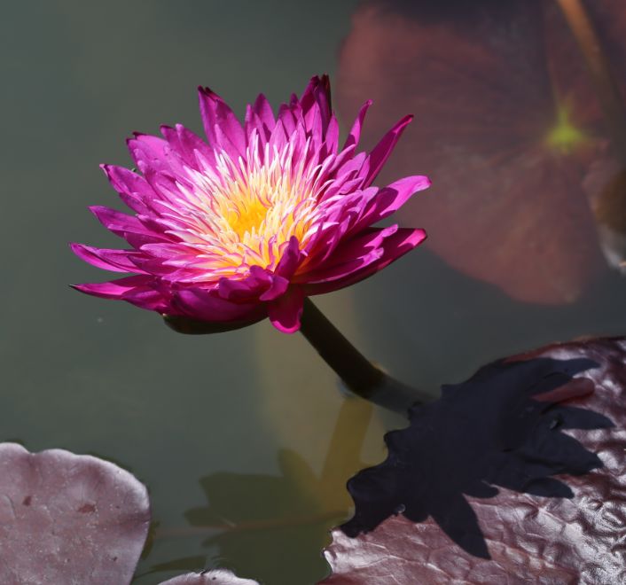 玫瑰海葵古猗园中的热带睡莲正展露芳容,在不可无竹居北侧湖中的睡莲