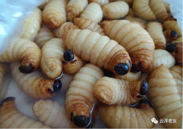 藏在德庆大山中的人间珍稀美食笋虫笋蛆你试过未