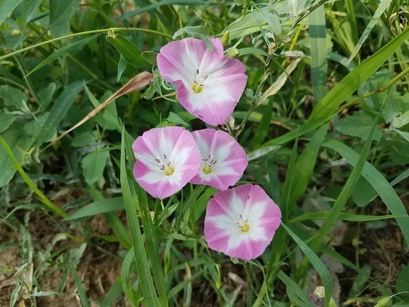 润芳夏日盛开打碗花摘打碗碗花会打碗