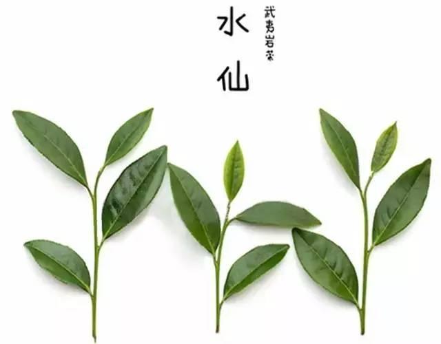 说茶武夷岩茶水仙详解