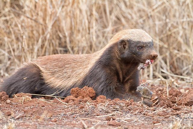 原创世界上最无所畏惧的动物吉尼斯纪录非洲大陆的平头哥