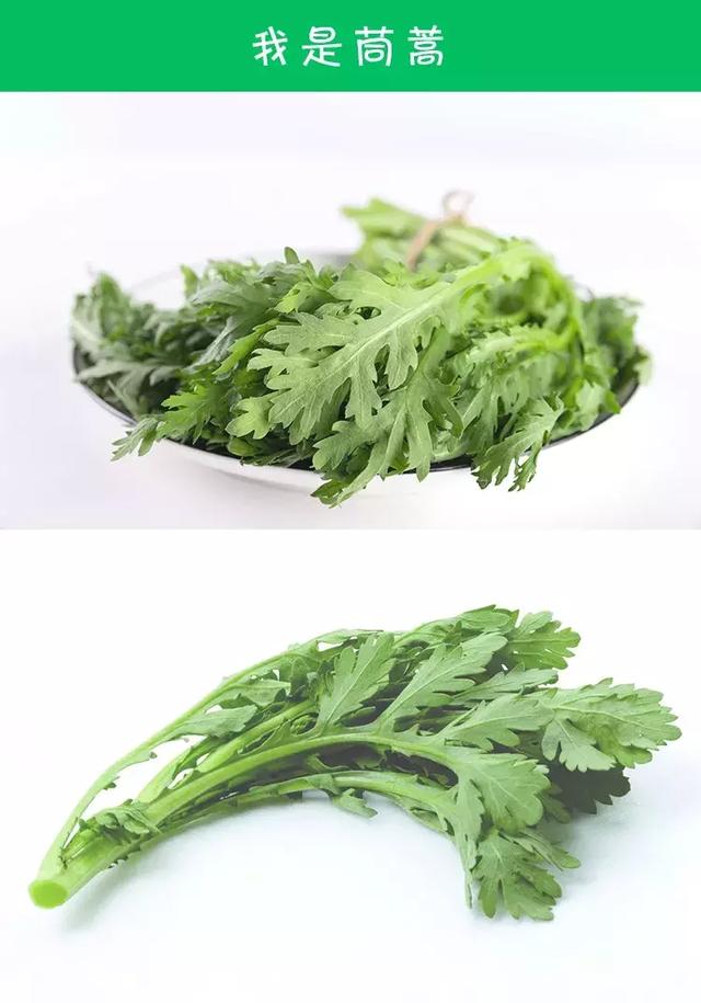 在我们普遍认知的概念中,茼蒿又称蓬蒿,属桔梗目菊科植物,其茎叶可食