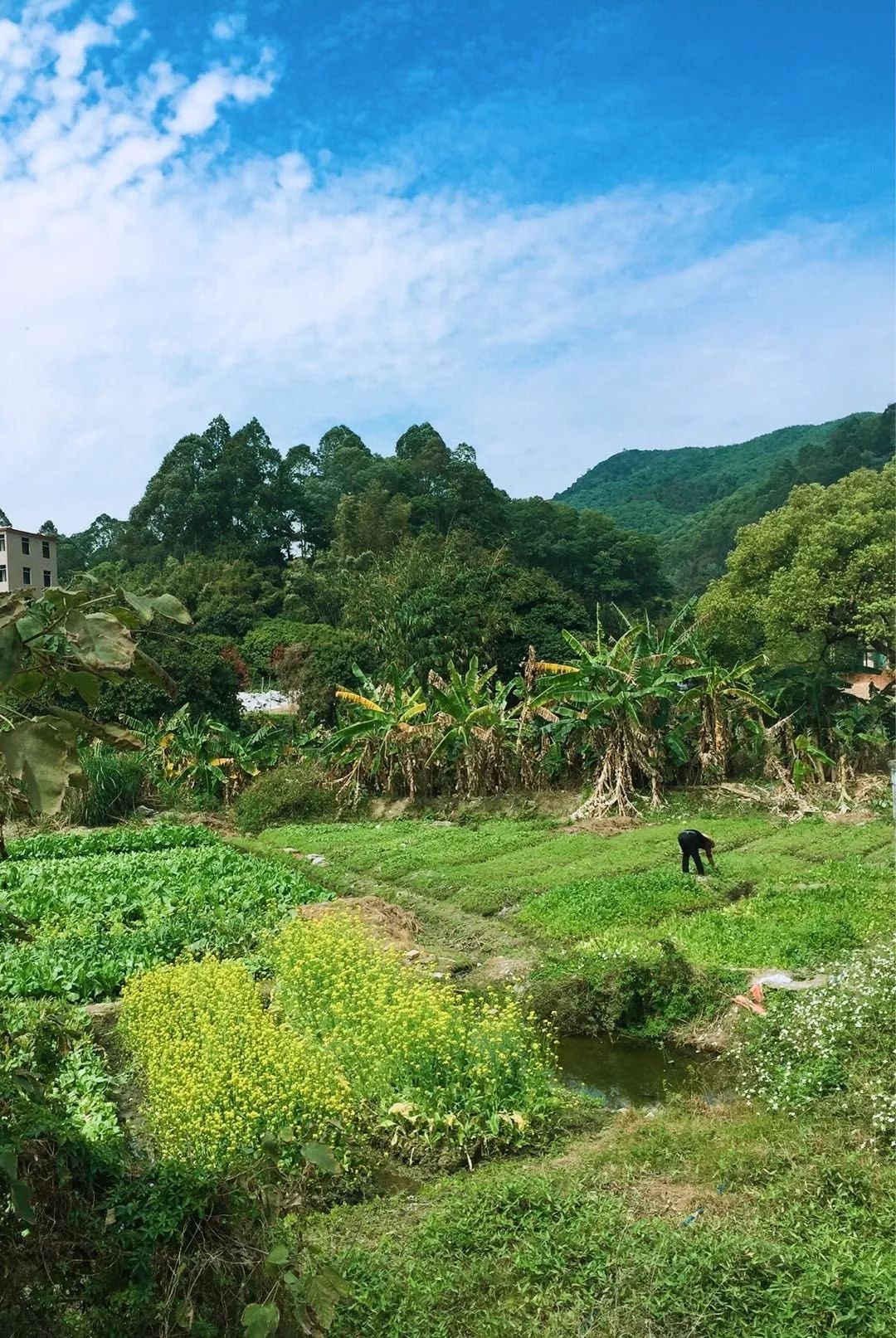 广州市里竟然藏着个孩子能上山下地的地方