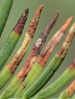 水杉赤枯病近期仍需重点关注的病害为月季黑斑病,据调查发现长丰大道