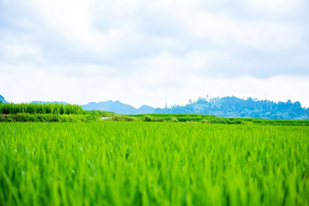 微风吹过的那片稻田藏着荔波最美的夏天