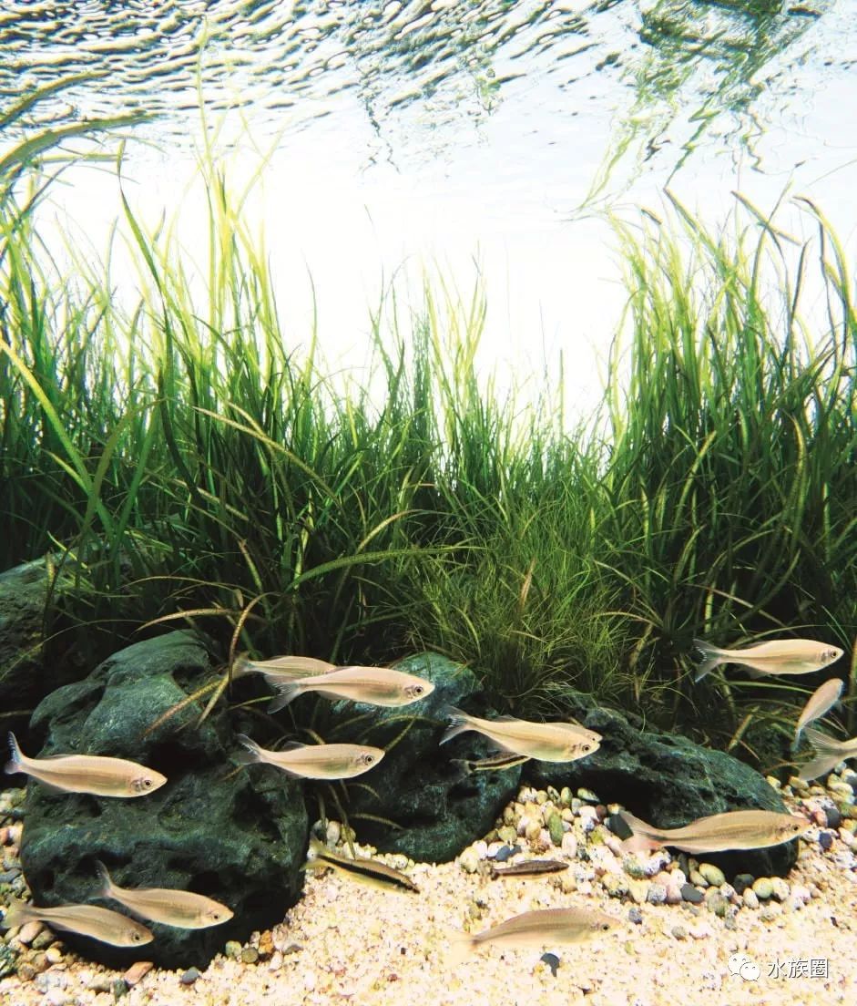 180公分水兰牛毛毡草缸造景夏日凉爽的河底清流