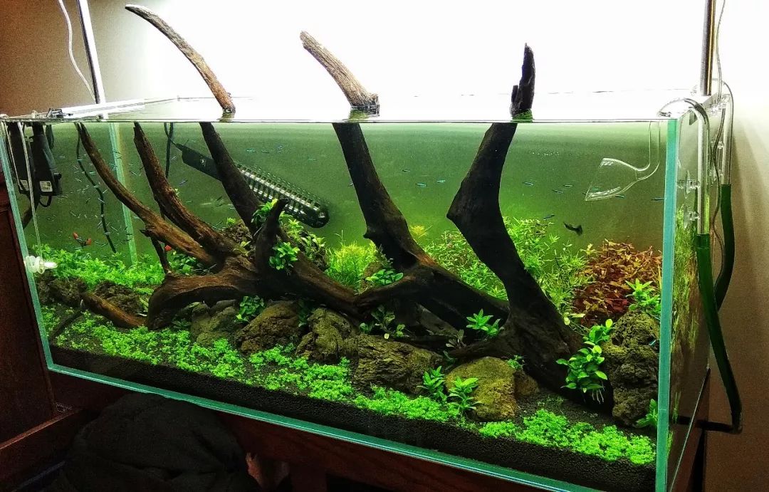 玩儿草缸,什么时候都不晚