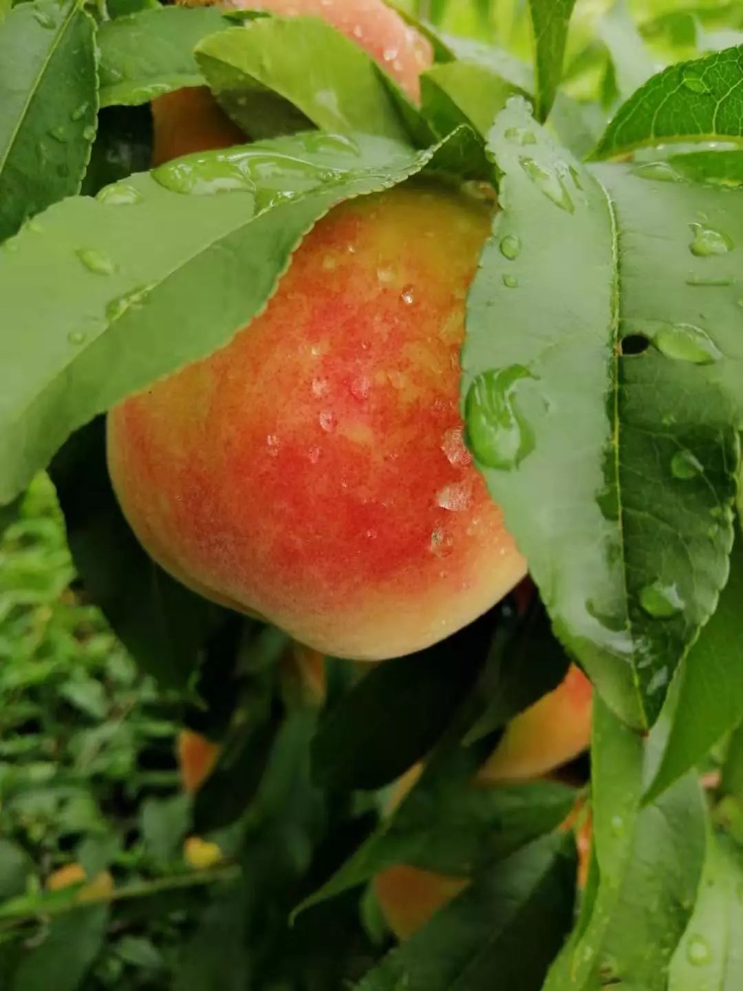 邂逅北岭山的夏天桃梨成熟待摘一起去亲近大自然吧