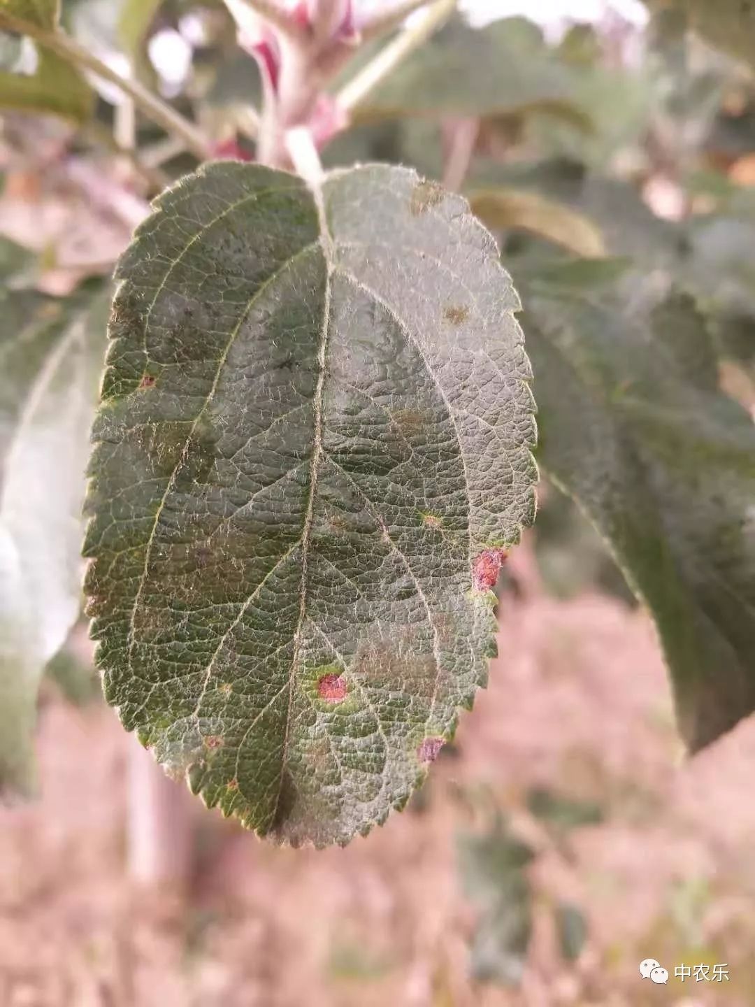 苹果黑星病叶片图片图片