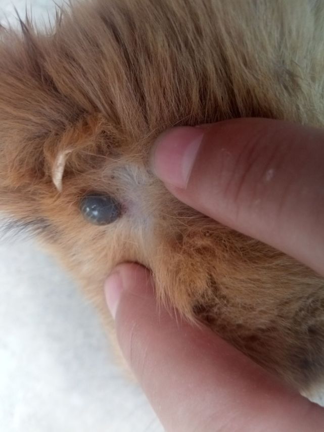 流浪狗身上是最容易感染到牛蜱虫的群体,除了流浪狗之外,生活在农村的