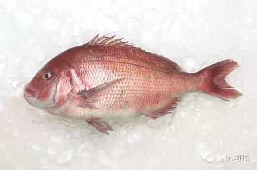 傲娇贴曹妃甸人把这个甩给外地的老铁看看够你得瑟三生三世