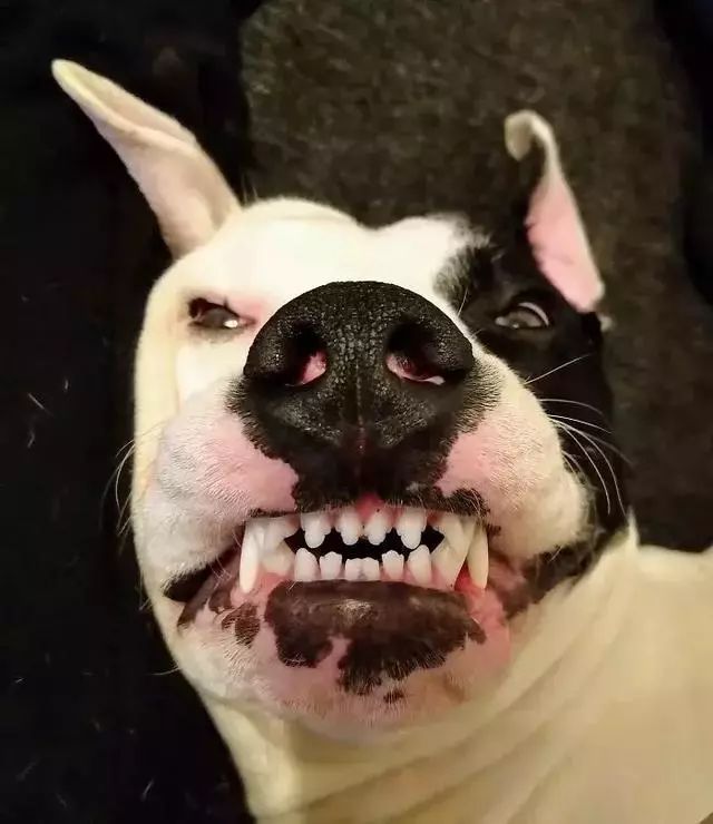 它看起来正在发狠?不,它只是在打哈欠~没错,只有