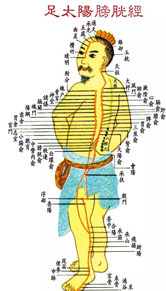 🔺足太阳膀胱经 ▍养生法诀 宜：适量饮水，调理膀胱经——申时津液足，养阴身体舒