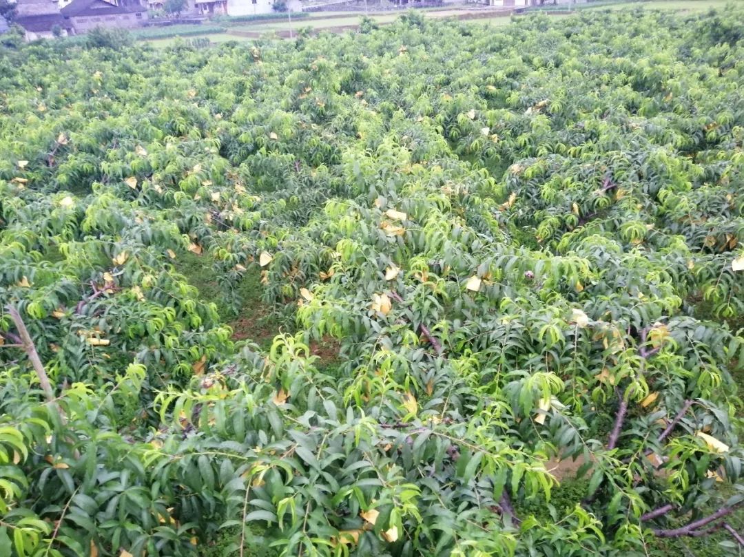 错过等一年清溪龙凤村维刚黄桃园邀你去采摘现场免费吃黄桃参加选桃王