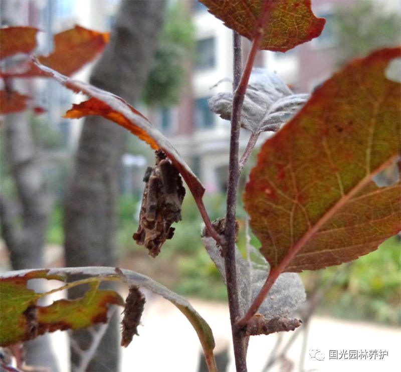 【国光微讲堂】袋蛾的发生规律及防治技术