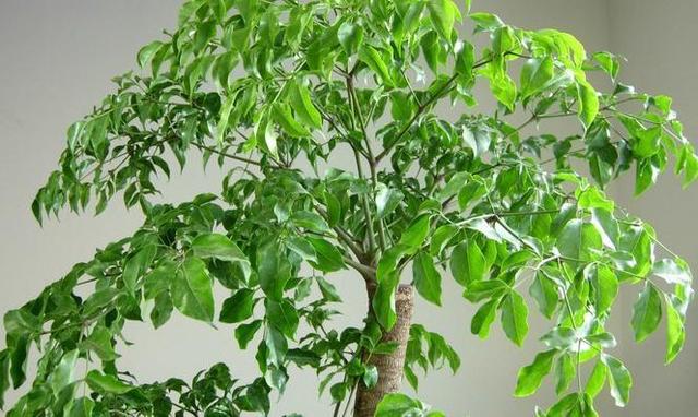 寓意家庭幸福美好家里怎能不养幸福树装点家居一流盆景