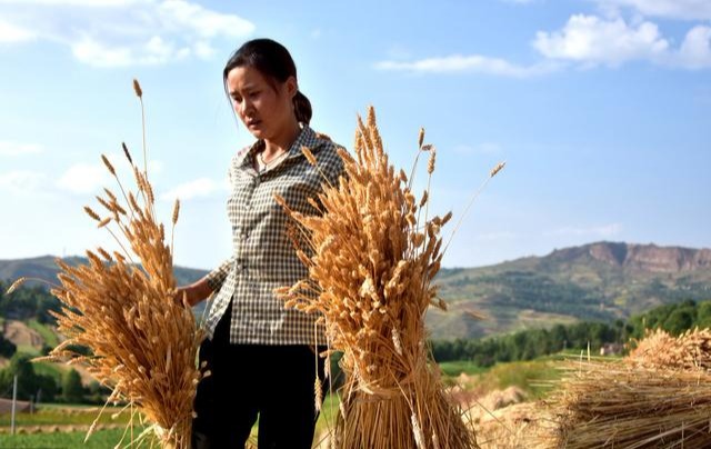 父亲的麦子,在他手里闪着金光,在我眼里却有血色