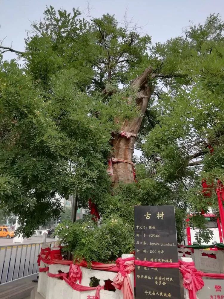 平定古树知多少二