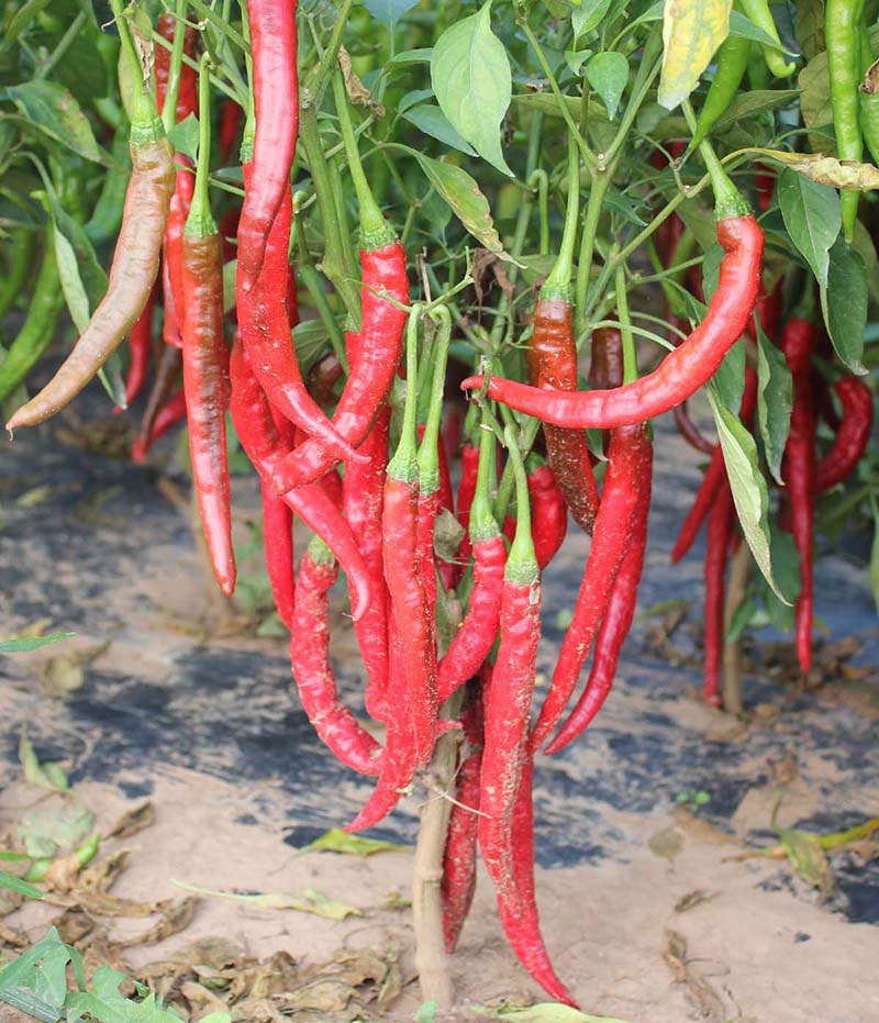 鸡泽红辣椒品种获农业部登记证书