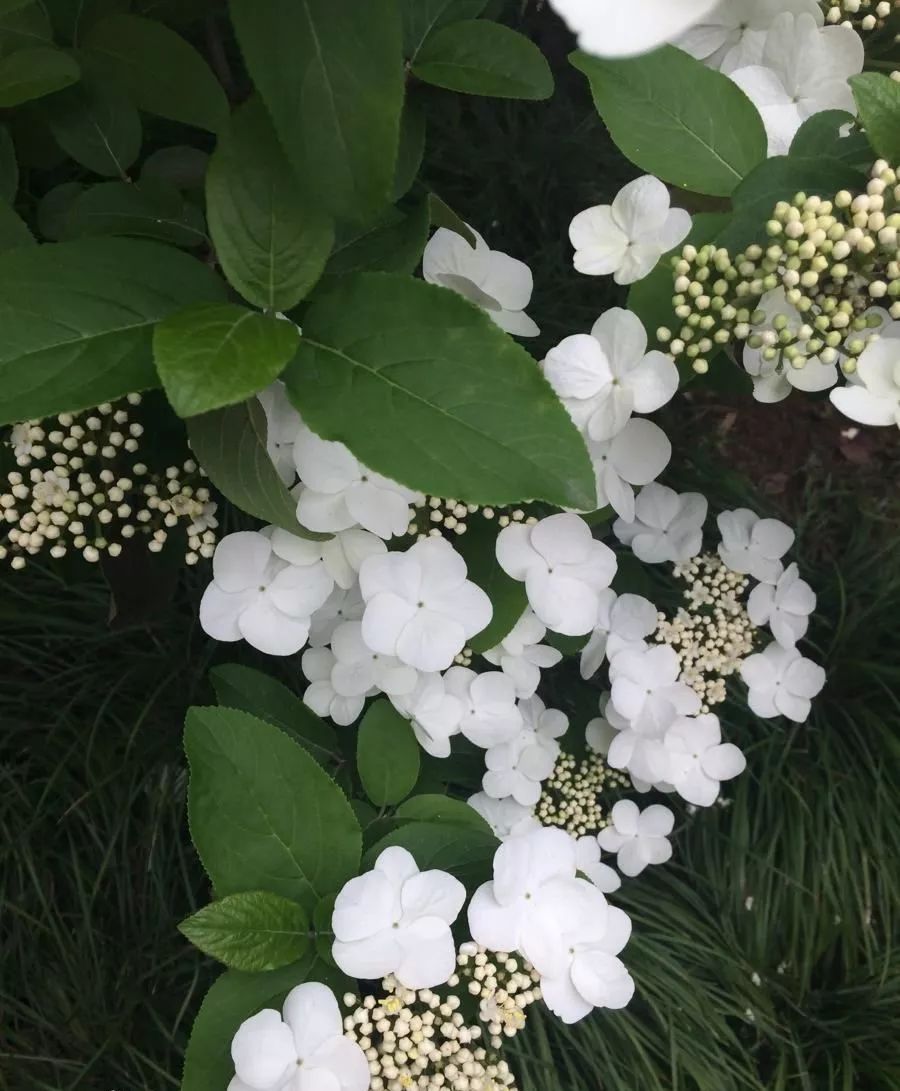 在诗经里面有一种植物叫【棠棣】,但是和【棣棠】是完全不同的植物哦
