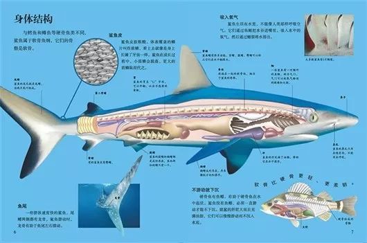 鲨鱼的器官介绍配图图片