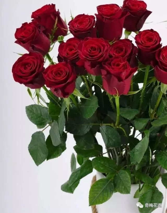 红拂是红色系里面最美的一款玫瑰,花瓣