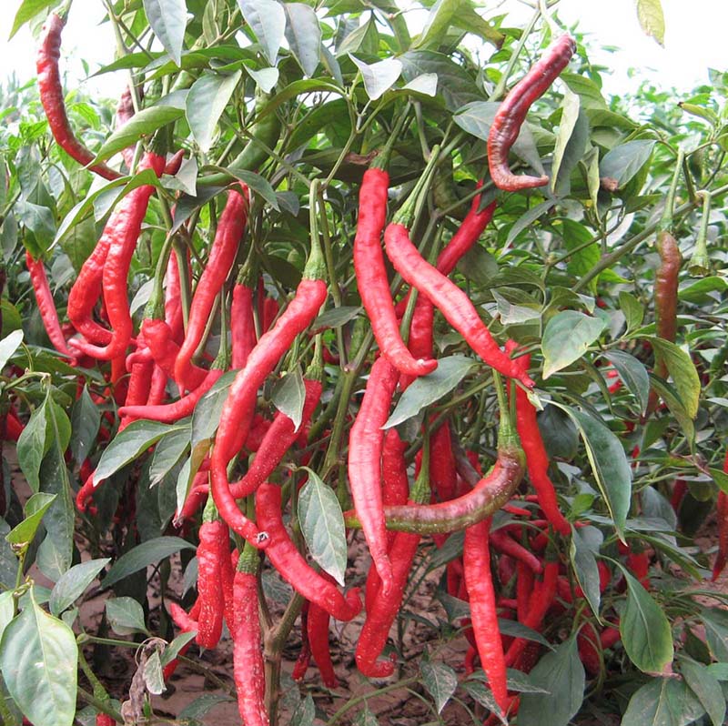 鸡泽红辣椒品种获农业部登记证书