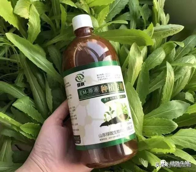 50克 大蒜油15ml 内吸性化学药剂(精甲霜灵或银法利)兑水30斤喷雾灌根