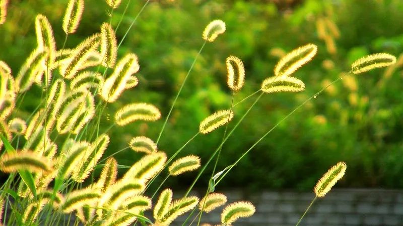 野草