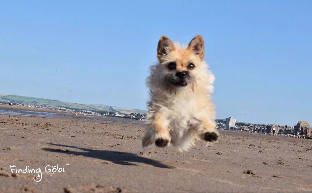 这只中国流浪狗火遍全世界 小狗gobi的逆袭故事