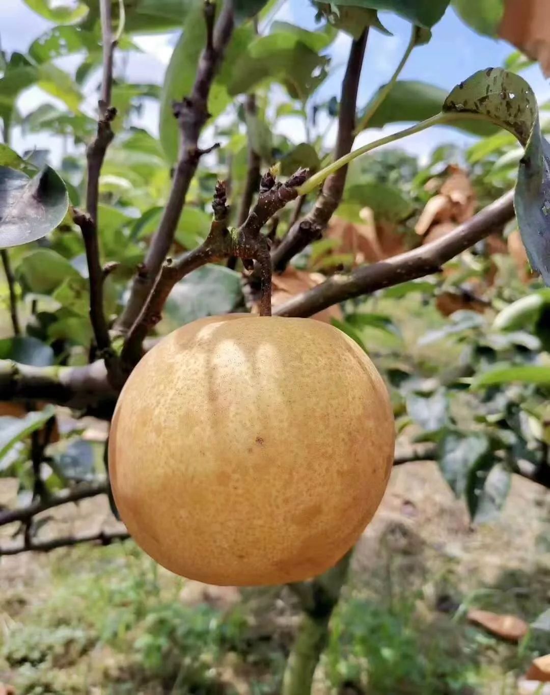 博罗这个村种起早脆梨开启致富新门路