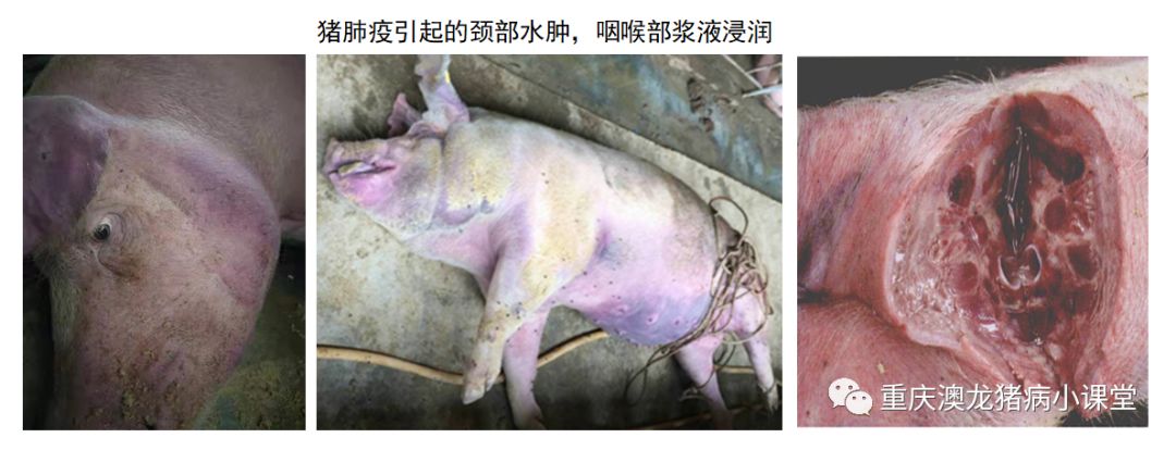 不是所有的病都叫非洲猪瘟