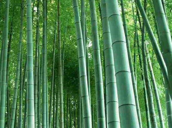 楠竹多功能电脑课桌之选材——楠竹