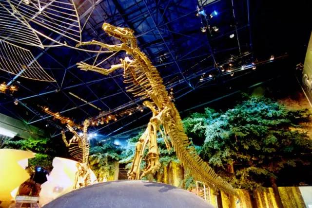 中国首只暴龙类恐龙来袭