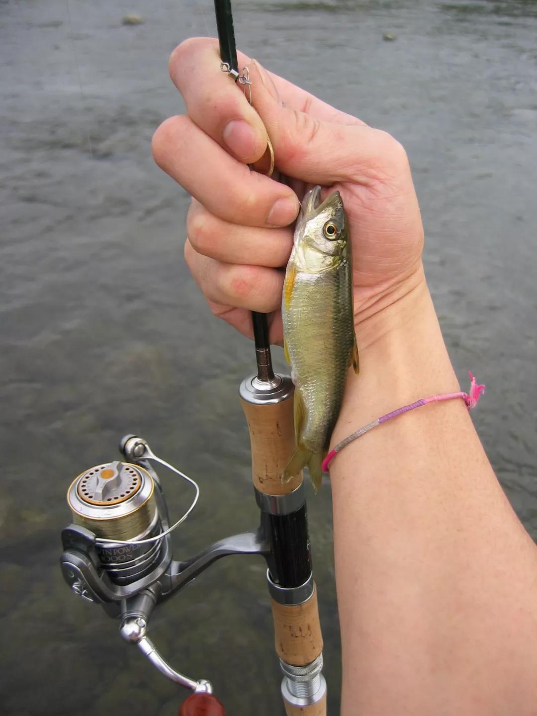 溪流中常见的路亚对象鱼粗首鱲今天来换个钓法上