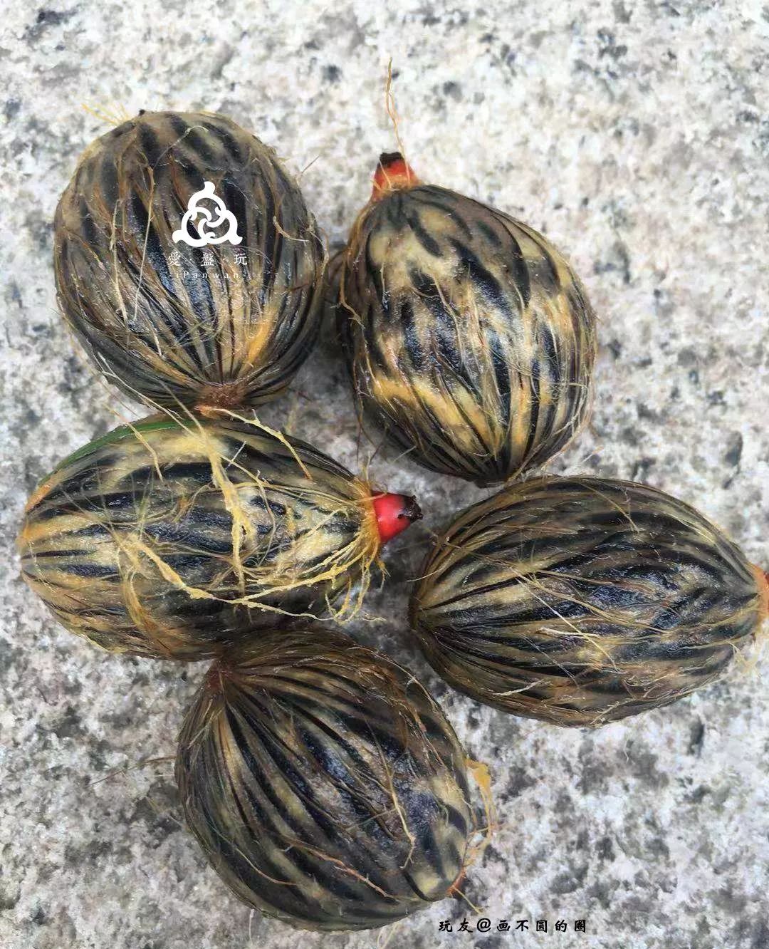 他在公园捡点野果回家做成手串很不错