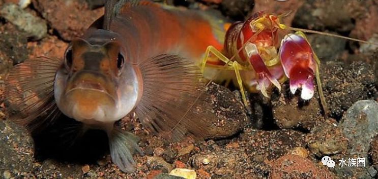 鼓虾alpheidae手枪虾介绍snappingshrimp